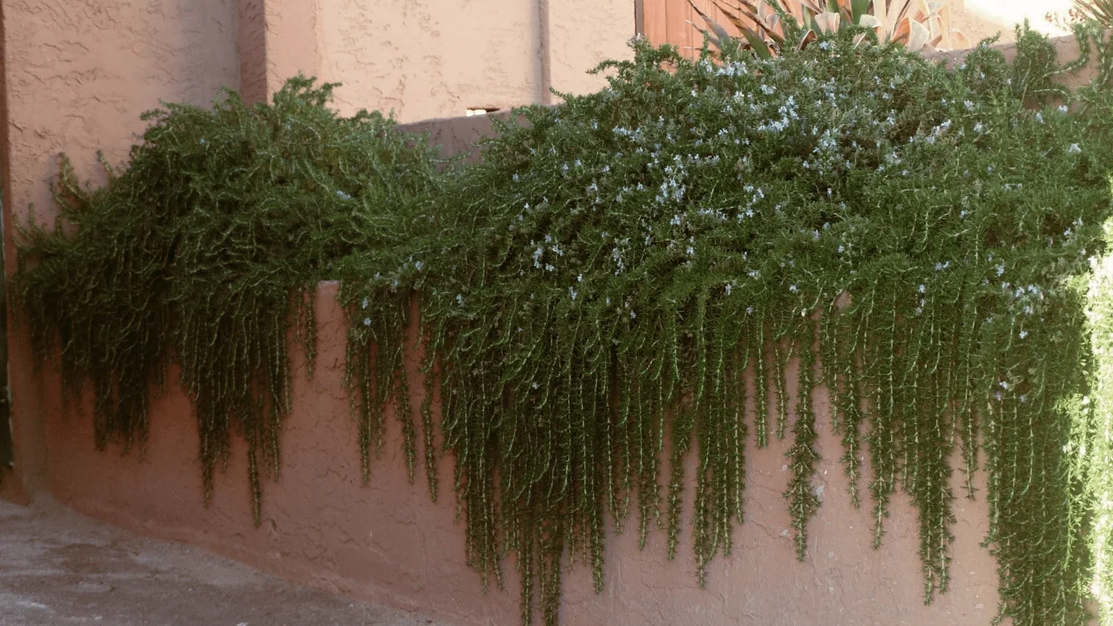 creeping rosemary plant