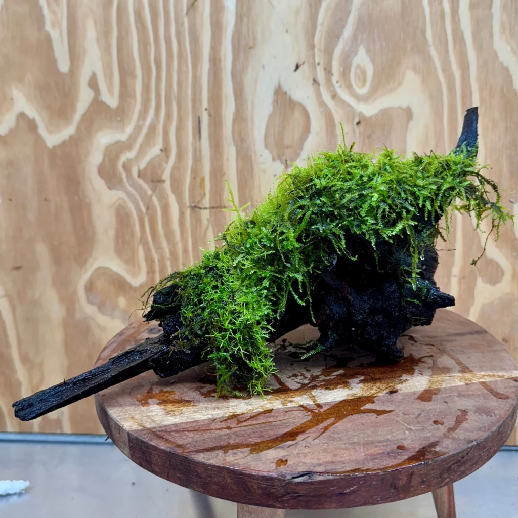 fish tank moss plants