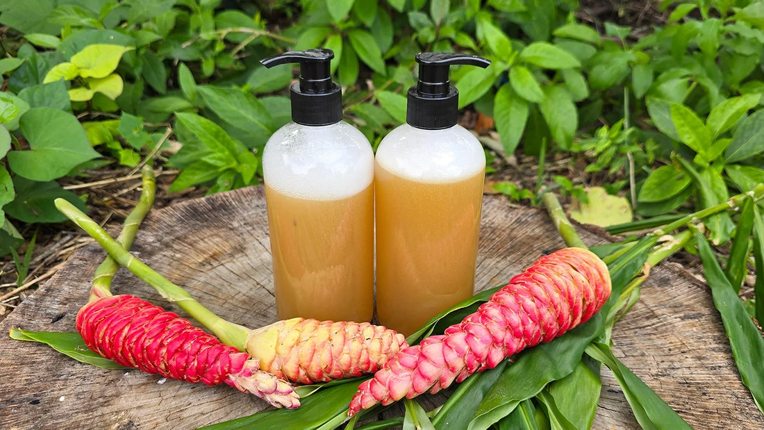 ginger shampoo plant