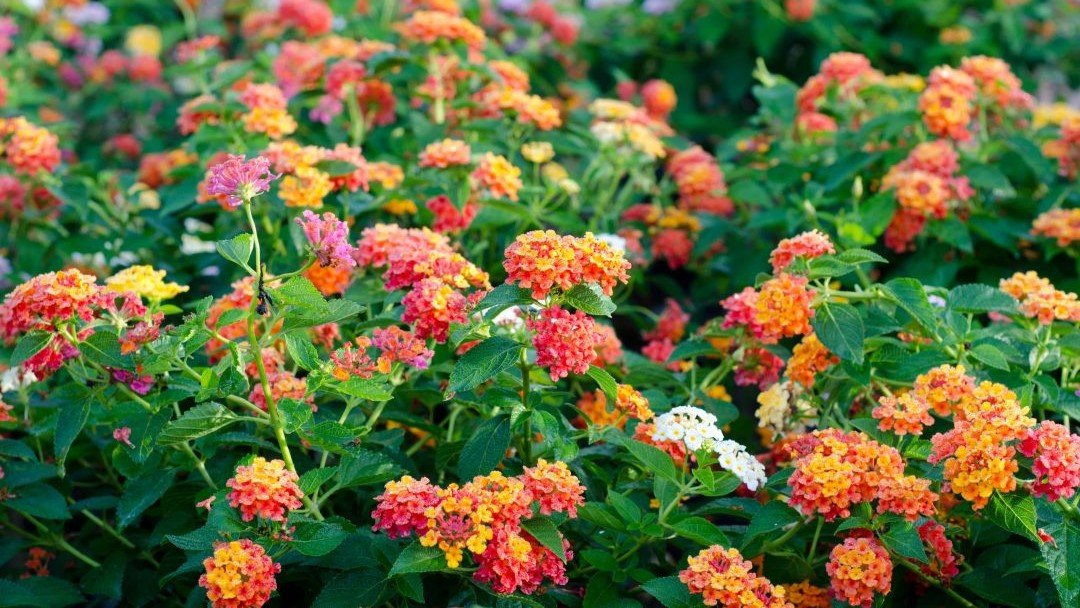 flowers of plants