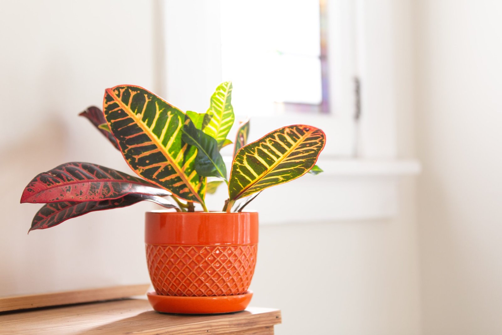 croton planting