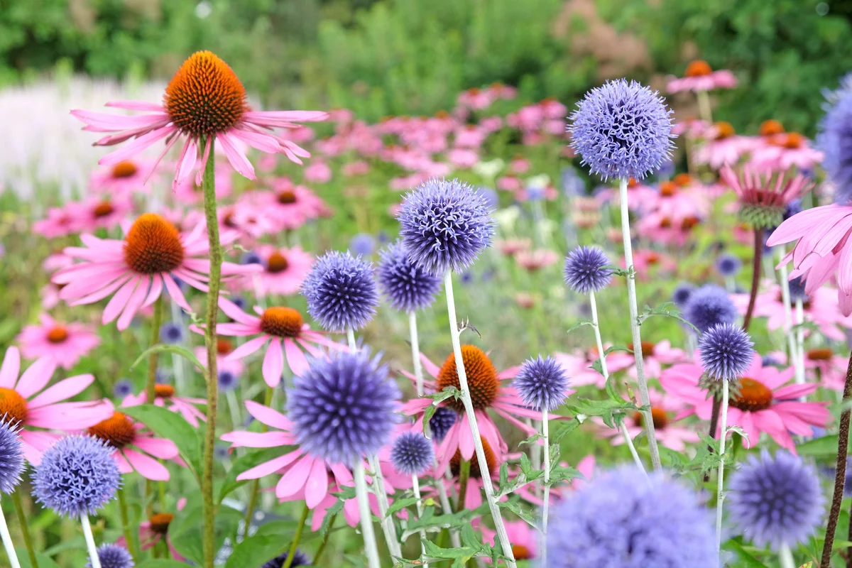 deer resistant perennial plants