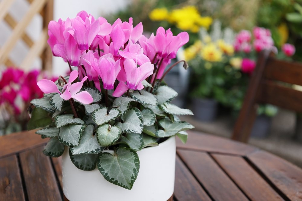 cyclamen plant care
