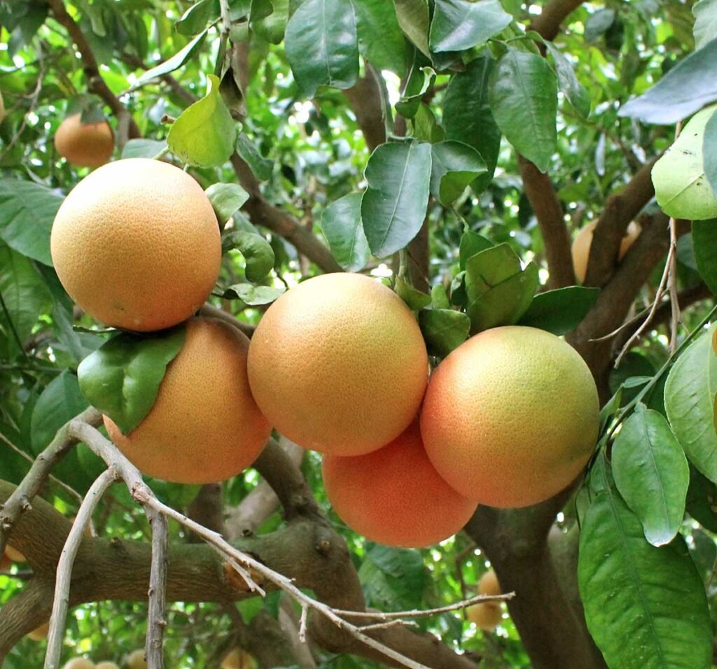 grapefruit plant