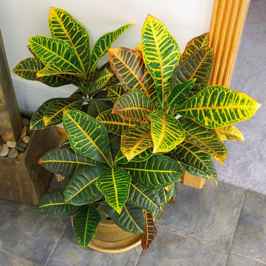 croton planting