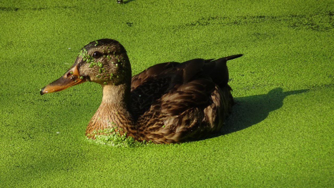 duckweed plant