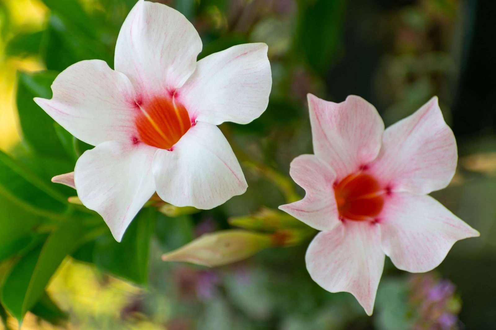 dipladenia planten