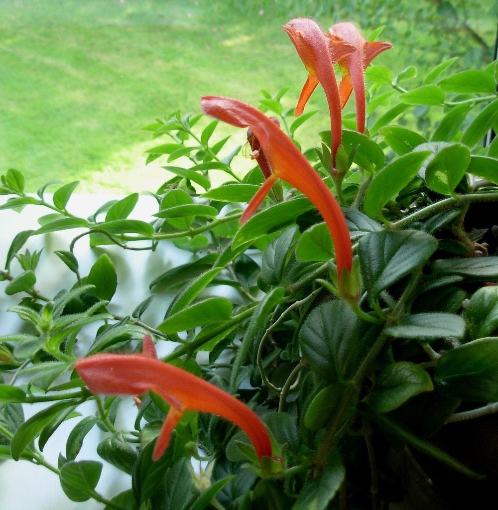gold fish plant