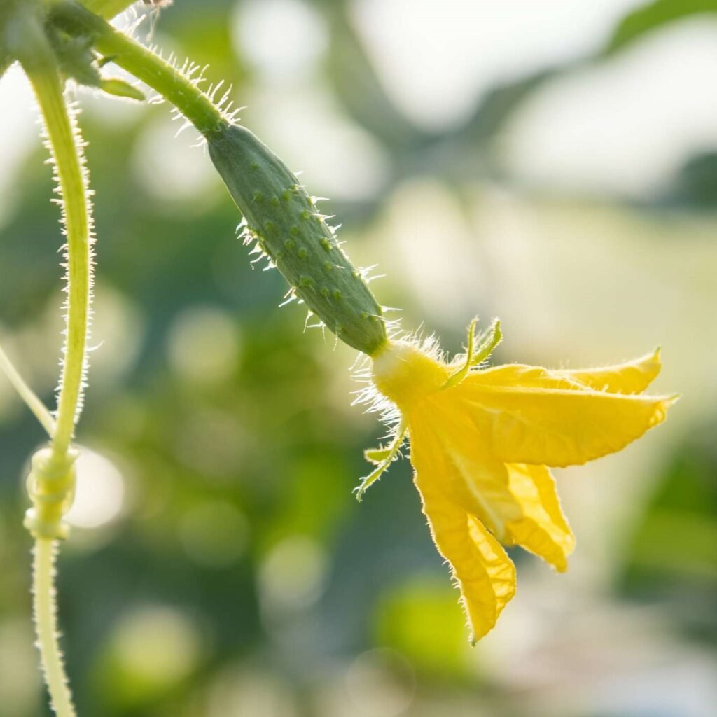 cucumber plant stages