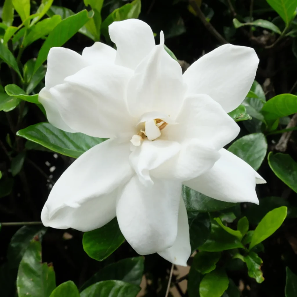 gardenia plant care