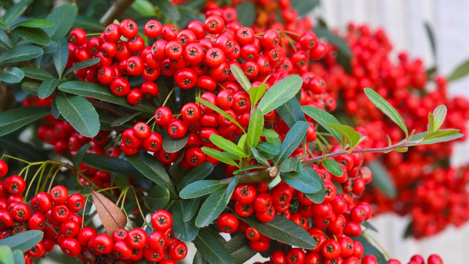 cotoneaster plant